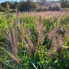 Ornamental Grasses