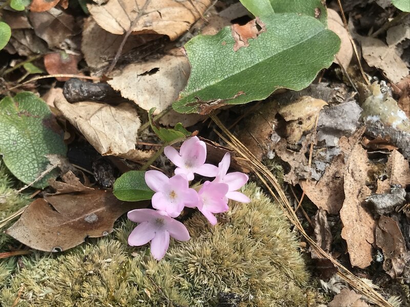 Trailing Arbutus (Mayflower) - The state flower of Massachusetts.