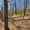 Orange Maple Trail