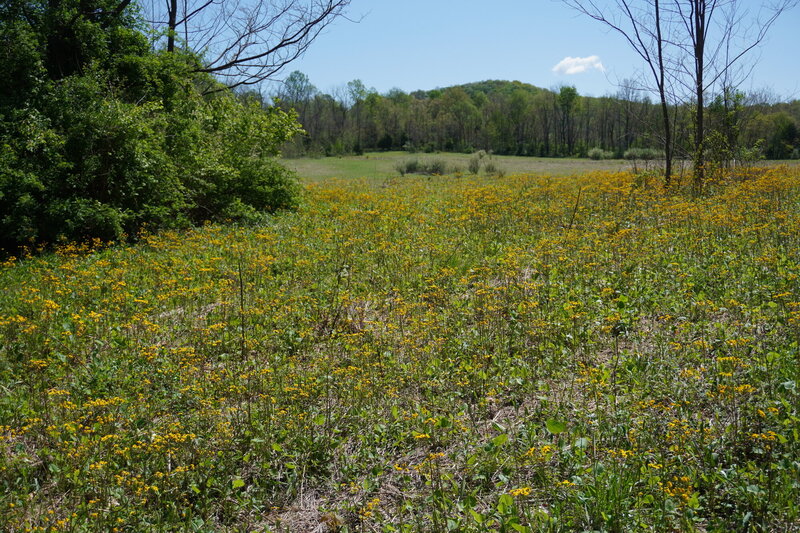 Meadow