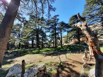 lLooking at the church from the middle of the forest.