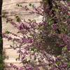 California Redbud - spring blooms