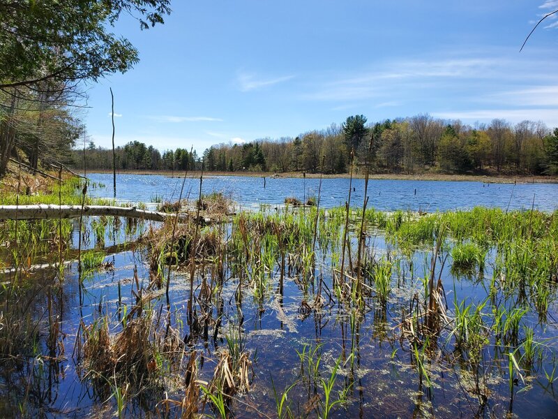 View of pond from Rideau Trail.