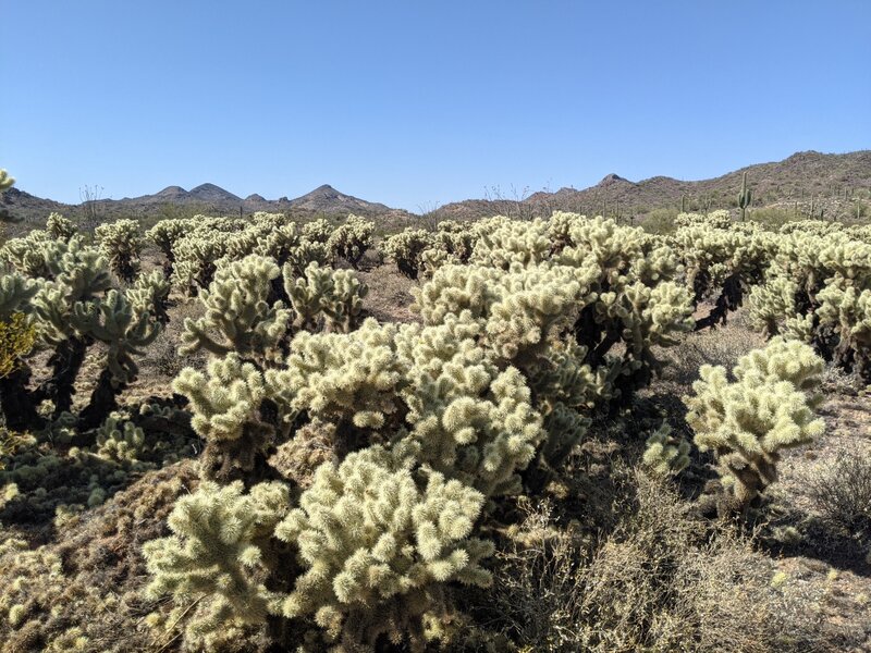 Trail views