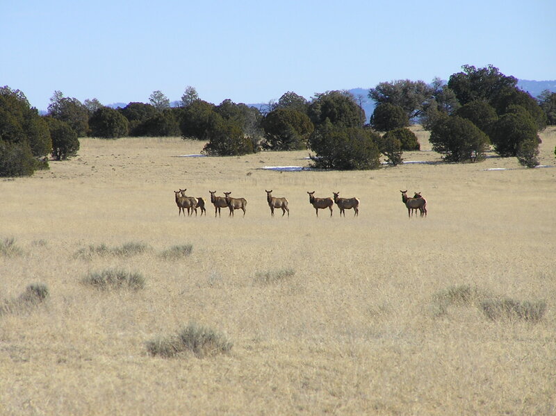 Elk herd on North Mesa (12-26-2006)