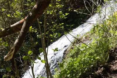 Waterfall as seen from trail.