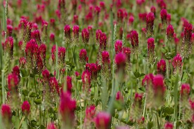 Flower area along the route
