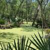 Palmettos and one of the many swamp along the trail....bring mosquito repellant.