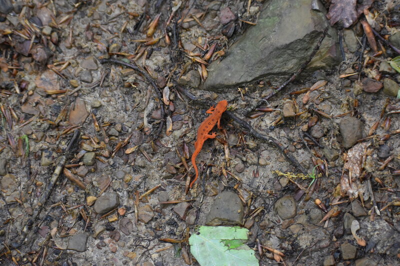 Newt on the trail