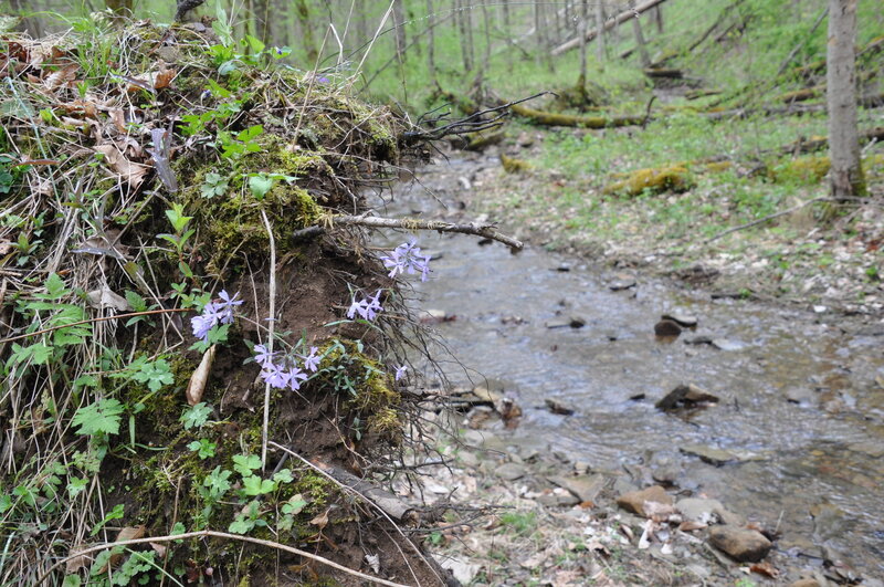 Stream and Phlox at the camping site.