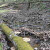 An interesting orderly pattern of bracket fungi to one of the numerous moss covered decaying logs in streams.