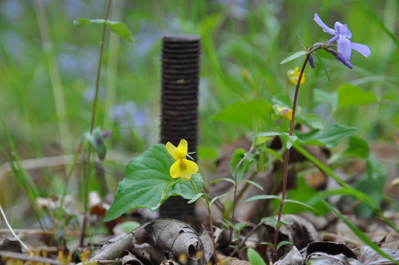 Yellow violet and Phlox taking over an old oil rig site.