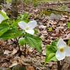 Trilliums on the Donevan Trail