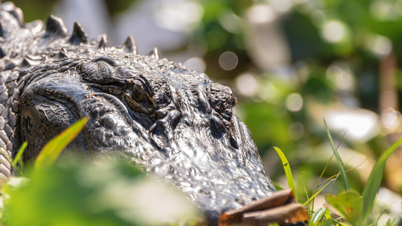 Sunbathing alligator on La Chua Trail.