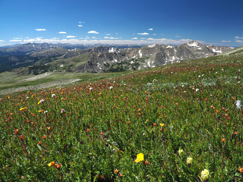 Wildflowers overlook a beautiful vista looking south.