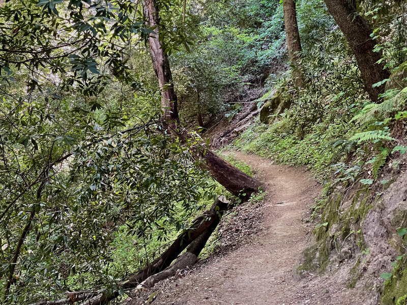 The upper part of the trail passes through some beautiful forest, oft with a steep drop off on one side and quickly rising hill on the other.