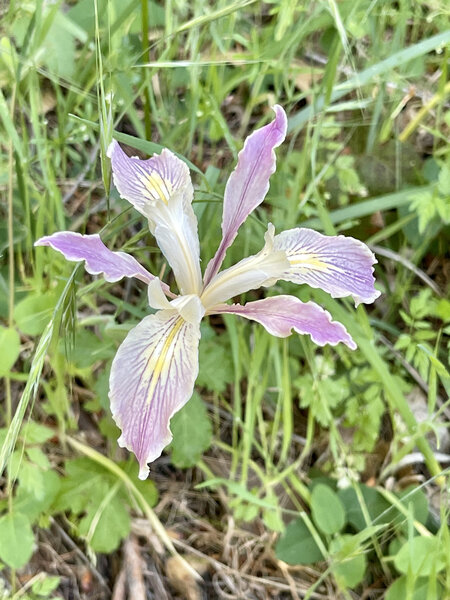 A colorful wild iris encountered along the side of Sanborn Trail.