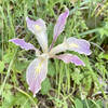 A colorful wild iris encountered along the side of Sanborn Trail.