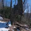 A trail marker tree or prayer tree. https://en.wikipedia.org/wiki/Trail_trees