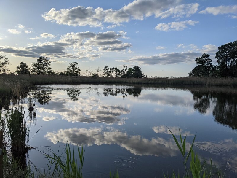 Tidal wetland