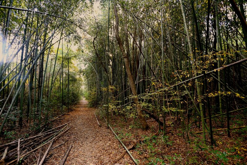 Giant Bamboo