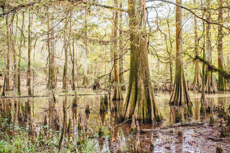 Cypress Swamp