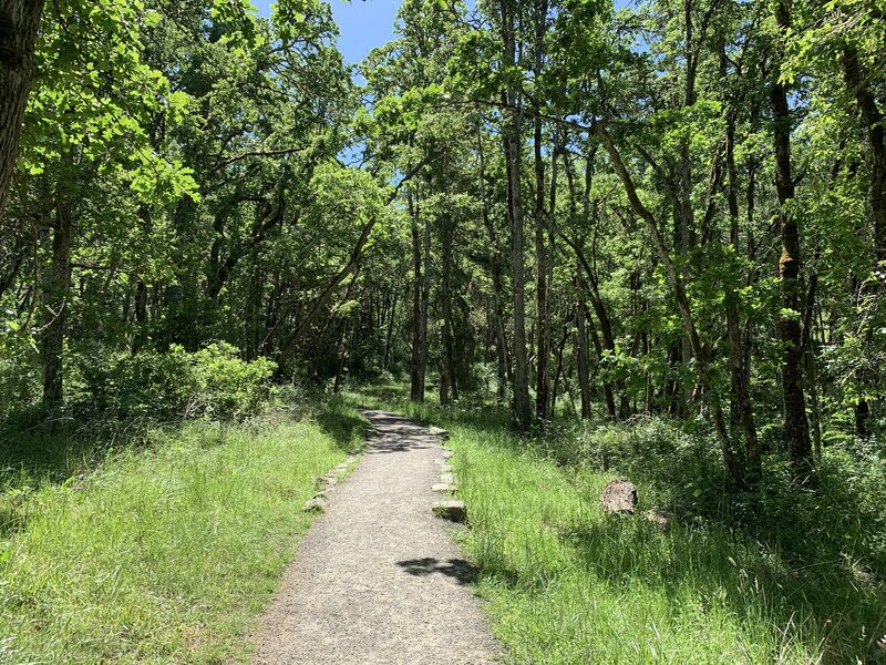 Spring time in the oak forest.