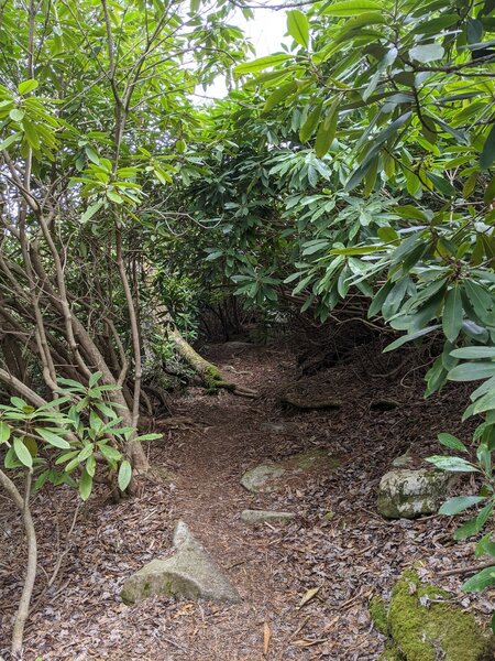 Rhododendron along the Indian Trail