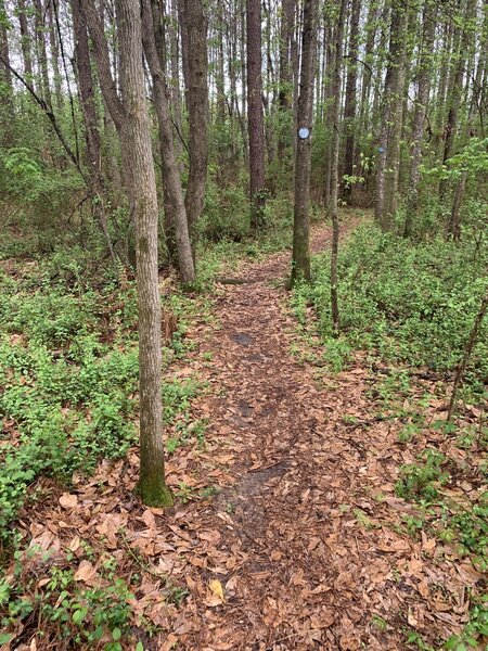 Zachary Community Park Trail