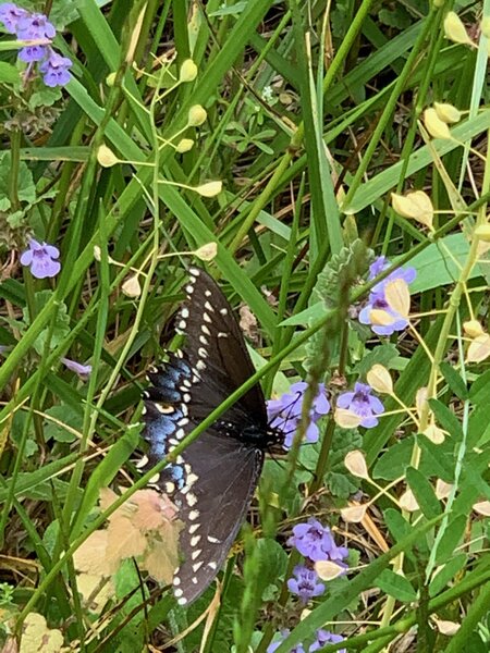 Butterfly on the native wild flowers.