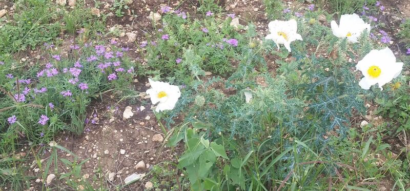 prickly poppy and sand verbena along the Red Trail.