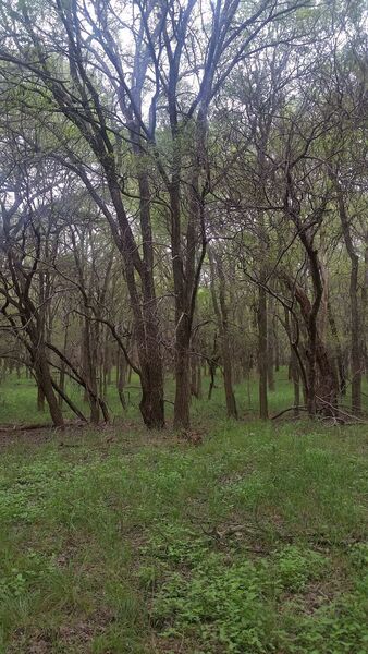 Twisty Trail, in the ravine.