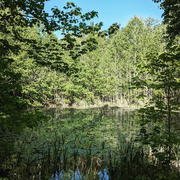 Small pond near a high spot on the connector trail.