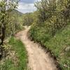 Scrub oak and flowers