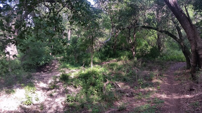 hiking the inner Loop at Dry Comal Creek.