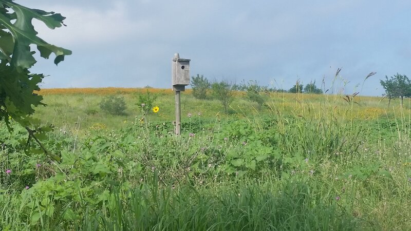 Birdbox and prairie reclamation.