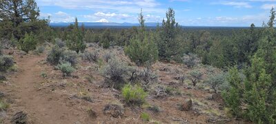 Mt. Jefferson from Belly Loop Trail.