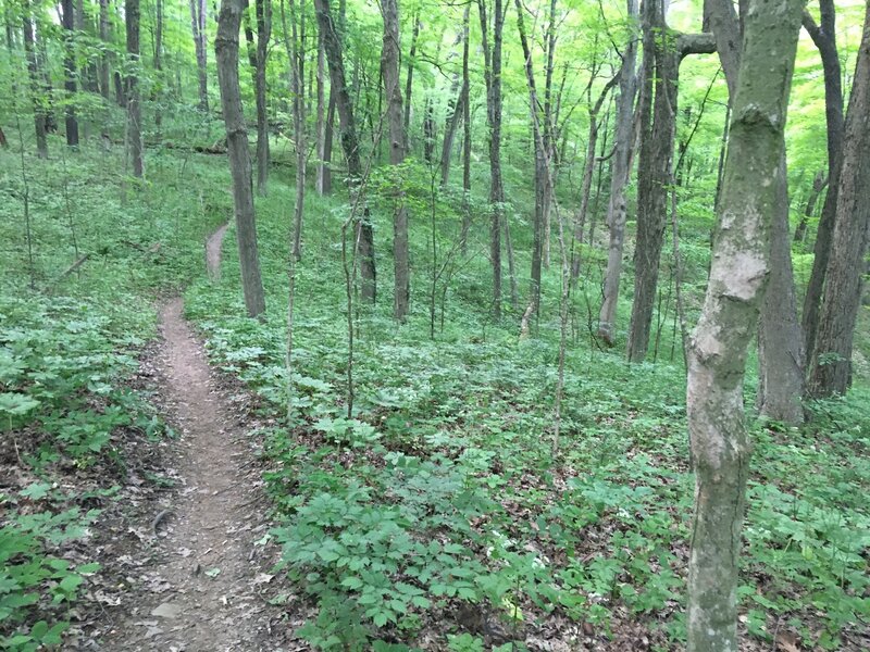 Typical section of the mountain bike trail portion of this route.
