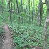 Typical section of the mountain bike trail portion of this route.