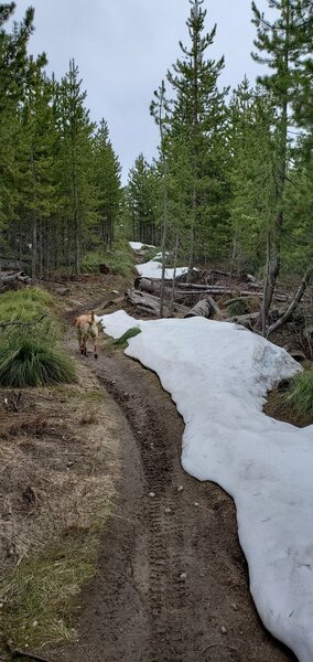 Late May hike with some snowdrifts still on the trail.