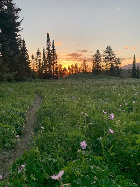 In the Spaulding Basin Meadow by the old cabin.