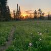 In the Spaulding Basin Meadow by the old cabin.