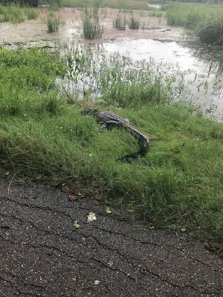 Alligator along Creekfield Lake.