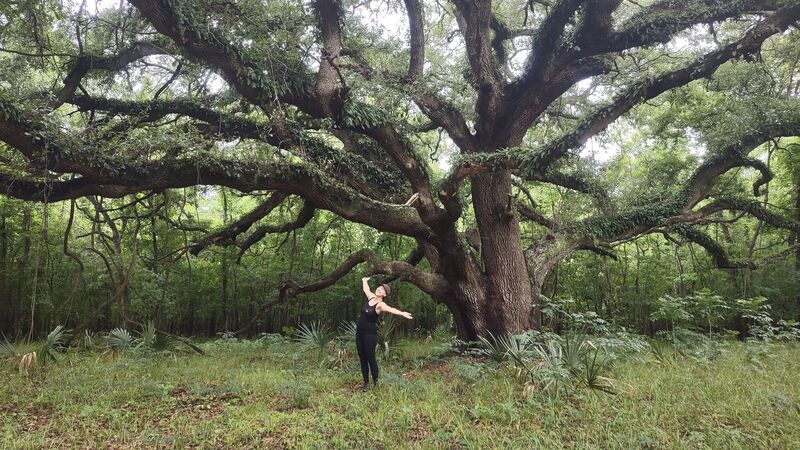 The most beautiful Live Oak you are likely to ever see.