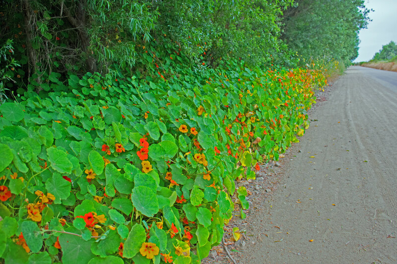 Nasturtiums and wild radishes and other flowers line the road.