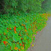Nasturtiums and wild radishes and other flowers line the road.