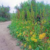 Lush flowers even in a year of extreme drought.