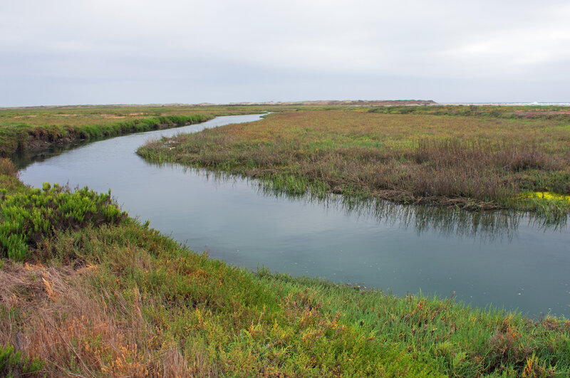 Slough off side of Tijuana River. Note that the beach is still 1/4th mile away and the trail dead-ends a little beyond here.