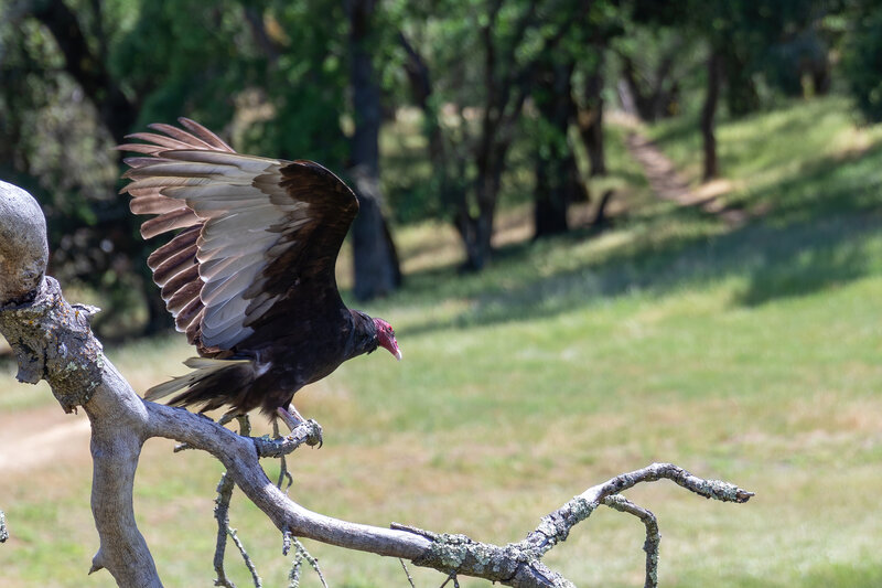 A Turkey Vulture in Pleasanton Ridge Regional Park.