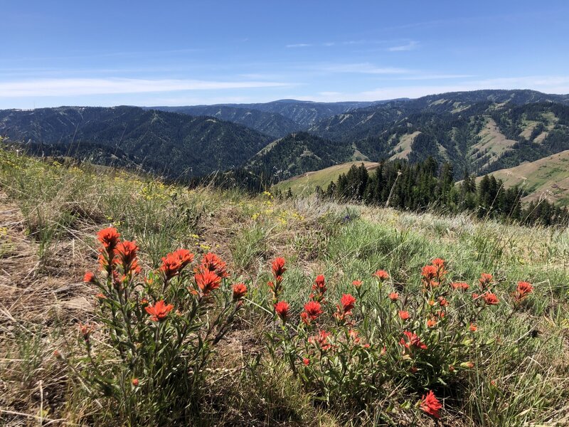 Indian Paint Brush among the wildflowers. View looking south into the NF Umatilla River Wilderness.